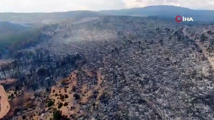 Ciğerlerimiz yandı, kül oldu! Kastamonu'dan kahreden görüntüler