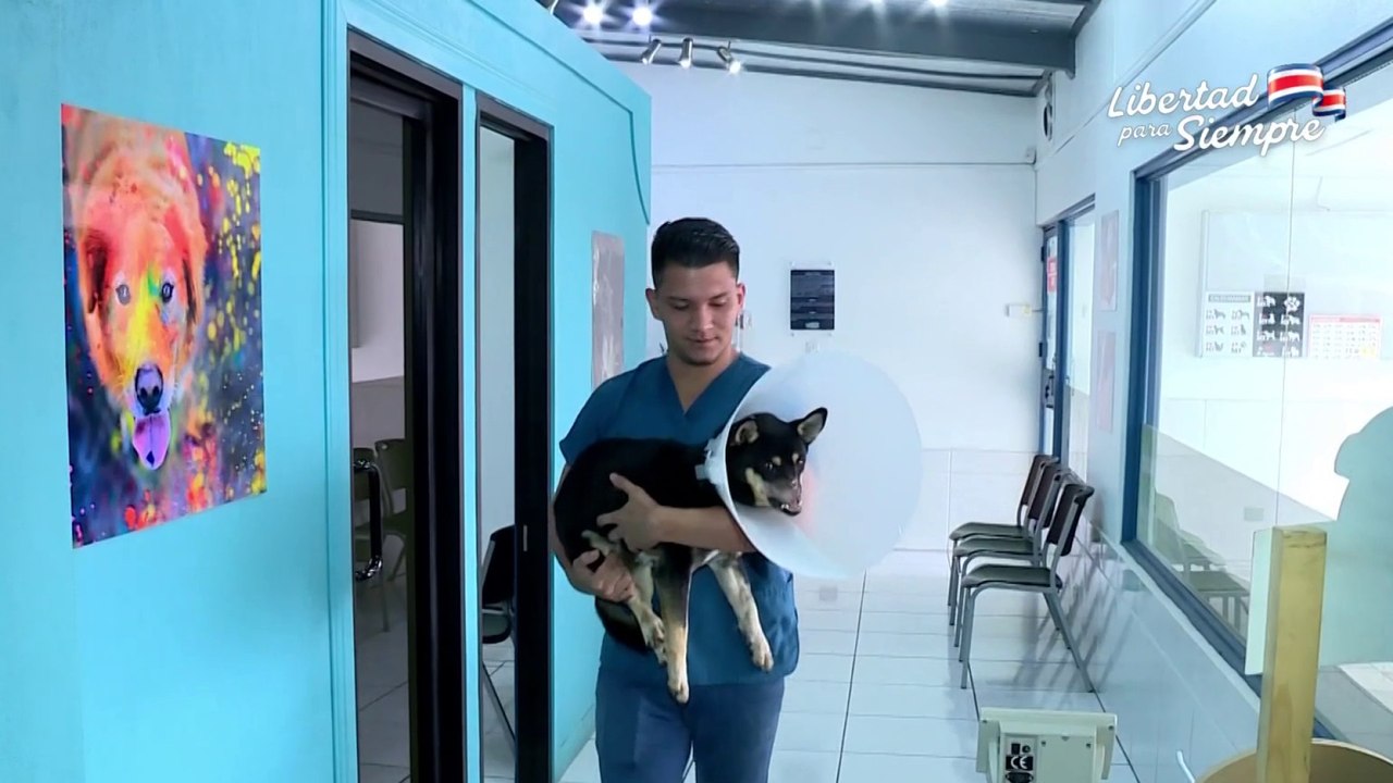 tn7-colegio-de-veterinarios-dice-que-es-inviable-crear-clinicas-veterinarias-estatales-030925