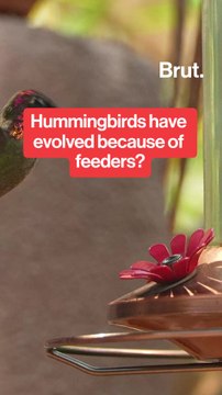 Hummingbirds have evolved because of humans.