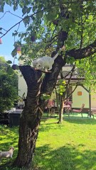 Nanuk na drzewie (2)