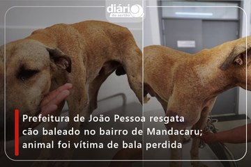 Prefeitura de João Pessoa resgata cão baleado no bairro de Mandacaru; animal foi vítima de bala perdida