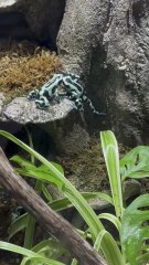 Frogs at Daytona Aquarium #frogs