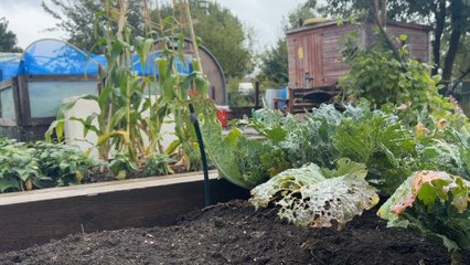 Growing Together: Volunteers Breathe New Life into Middlesbrough Allotments