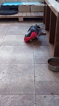 Conheça Pipo, o gato skatista que conquistou as redes sociais