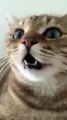 Kitten meowing to attract cats#short#viral short
