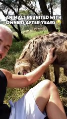 Lions Reunited With Owners After Many Years#short #viralshort