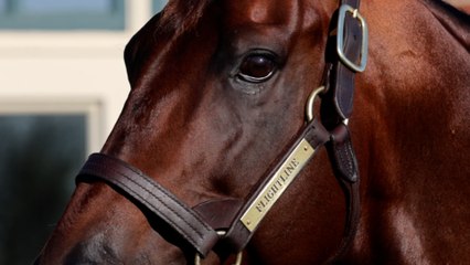 Born to Fly: A First Look at Flightline's Yearlings