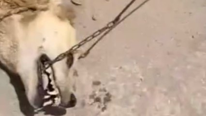 La Sociedad Protectora de Animales de Marruecos denuncia la 'matanza' de perros por el Mundial
