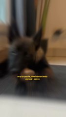 Encore de l’apprentissage pour Sept ! On y arrive ♥️. La protection de ressources c’est pas facile pour eux .