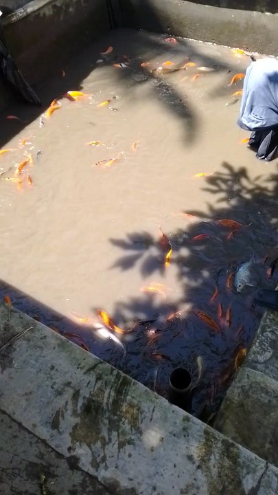 Fish Harvest
