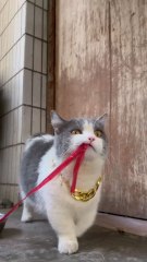 beautiful cat going for food.