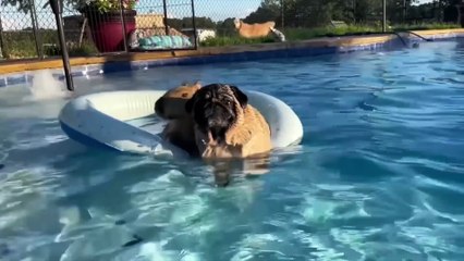 When Your Pet Finds a New Buddy