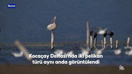 Kocaçay Deltası'nda iki pelikan türü aynı anda görüntülendi