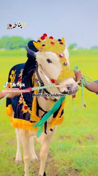 Beauty of bulls bulls