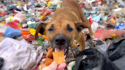 Injured Puppy Living All Alone In Trash Dump Gets Rescued
