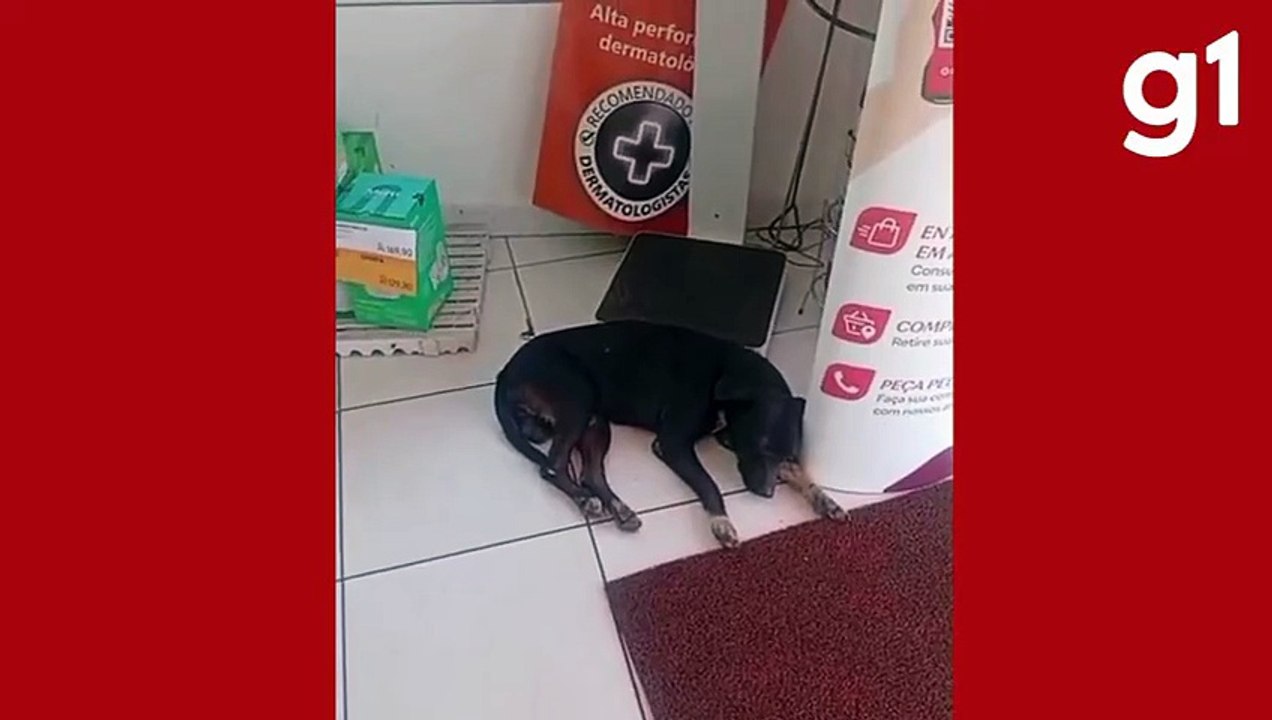 Vira-lata foge do calor de 40º C para dentro de farmácia com ar-condicionado em Cuiabá; vídeo