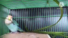 Os animais mais fofos do mundo N•320
