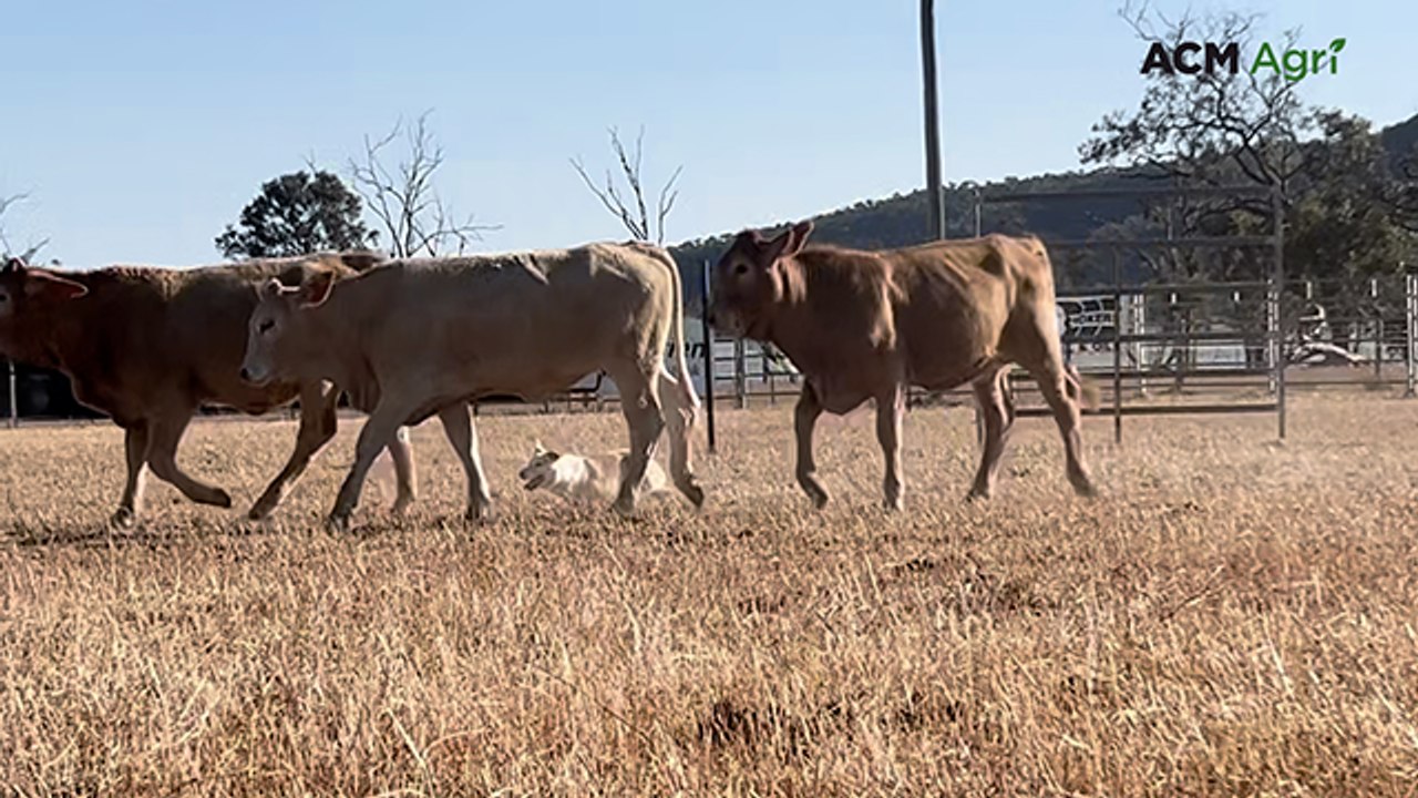 Three-legged dog stuns spectators to win working dog trial