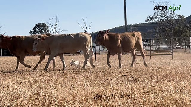Three-legged dog stuns spectators to win working dog trial
