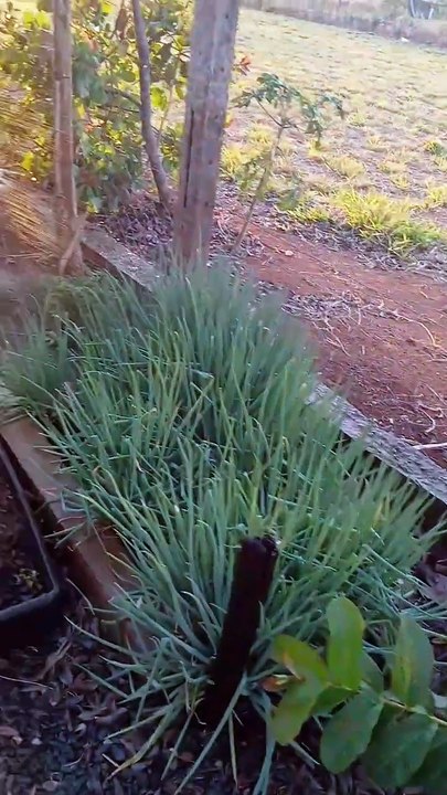 Molhando as plantas