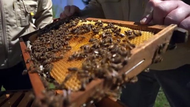 Bee-killing parasite varroa mite detected in South Australia for the first time