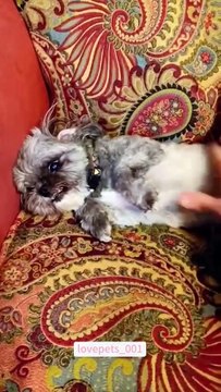 When you stop petting your dog…#dog #dogs #dogsoftiktok #funny #foryou #funnyvideos #viral #usa #fyp