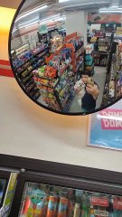 🔴 THURSDAY WALKING WITH CUTIE PICKLES #shihtzu