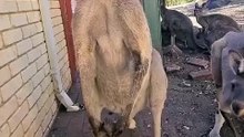 Kangaroo diaries only in Australia 🇦🇺