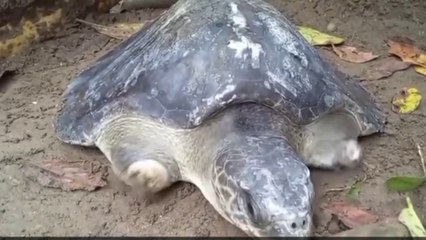 tn7-tortuga-en-peligro-de-extinción-fue-hallada-con-sus-aletas-amputadas-030925