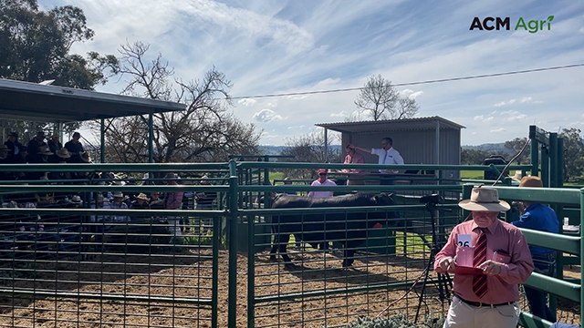 Top-priced bull sells for six figures at 2025 Millah Murrah bull sale