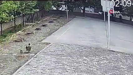 Okul müdüründen hayat kurtaran müdahale