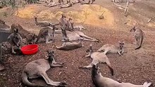 Kangaroo diaries only in Australia 🇦🇺
