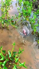 Murge ki tange chhoti kyon hoti hai