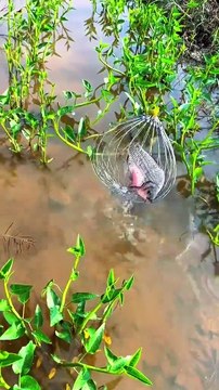 Murge ki tange chhoti kyon hoti hai