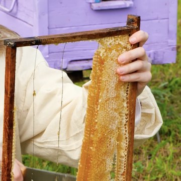 OUI, vous pouvez fabriquer votre propre ruche et obtenir du vrai miel !