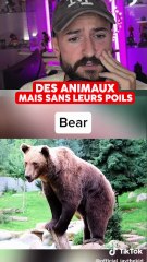 DES ANIMAUX MAIS SANS LEUR POILS ?!