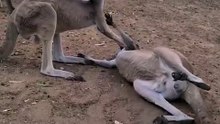 Kangaroo diaries only in Australia 🇦🇺