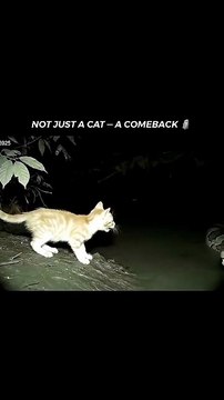 Scarface_ the famous lion from Kenya_s Maasai Mara National Reserve_ died on June 11_ 2021 at the age of 13 or 14. He died from natural causes_ likely due t(