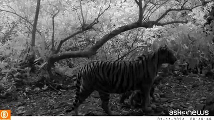 Thailandia, sorpresa nella giungla: una rara tigre del Bengala insieme ai suoi cuccioli