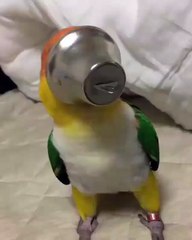 All video about birds life and hunting birds etc