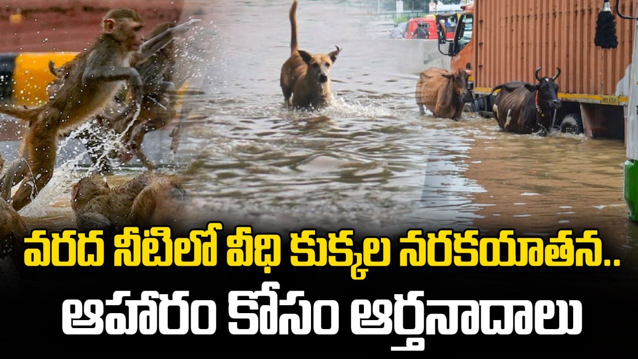 Heavy Rainfall : ఆ నది ఉగ్రరూపానికి మూగ జీవాలు బలి. వీధి కుక్కలపై విధి ఆట | Oneindia Telugu