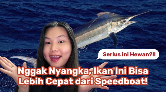 Ikan Tercepat di Dunia, Bisa Kalahkan Speedboat!-Serius Ini Hewan?