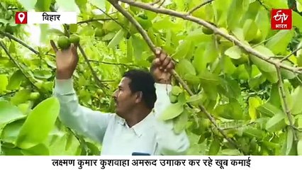बिहार का ये खास अमरूद, नेपाल तक होती है सप्लाई, कमाई जानकर हो जाएंगे हैरान!