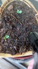 Use Cambodian fish trap to plant succulents