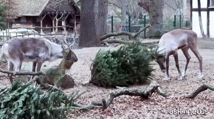 Zoo di Berlino, giochi e sorprese natalizie per gli animali