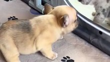 ssstik.io_@greatlake.frenchies.wi_1751056751664