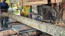 Sawing a coconut tree with a size precision of 2x20