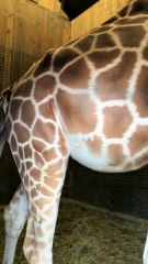 Safari Ravenna: un’estate all’insegna di nuove nascite!