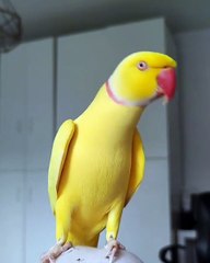 All video about birds life and hunting birds etc