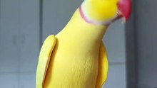 All video about birds life and hunting birds etc